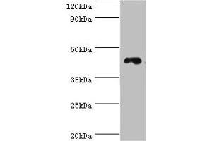 Western blot All lanes: DRD3 antibody at 6 μg/mL + HepG2 whole cell lysate Secondary Goat polyclonal to rabbit IgG at 1/10000 dilution Predicted band size: 45, 41 kDa Observed band size: 45 kDa (DRD3 anticorps  (AA 213-329))