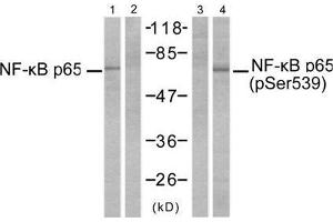 Western blot analysis of extracts from MDA-MB-231 cells, untreated or treated with TNF-α (20ng/ml, 10min) using NF-κB p65 (Ab-529) antibody (E021210, Line 1 and 2) and NF-κB p65 (phospho-Ser529) antibody (E011217, Line 3 and 4). (NF-kB p65 anticorps)