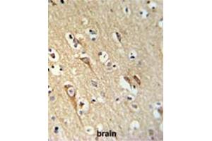ALG10 Antibody (N-term) IHC analysis in formalin fixed and paraffin embedded brain tissue followed by peroxidase conjugation of the secondary antibody and DAB staining. (ALG10 anticorps  (N-Term))