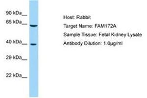 Image no. 1 for anti-Family with Sequence Similarity 172, Member A (Fam172a) (AA 170-219) antibody (ABIN6750196) (Fam172a anticorps  (AA 170-219))
