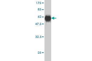 Western Blot detection against Immunogen (55.