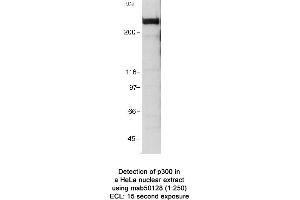 Image no. 1 for anti-E1A Binding Protein P300 (EP300) (AA 1572-2371) antibody (ABIN363282) (p300 anticorps  (AA 1572-2371))