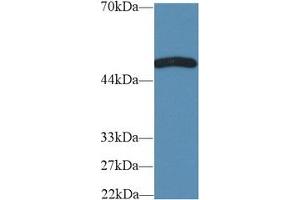 Western Blot; Sample: Rat Cerebrum lysate; Primary Ab: 2µg/ml Rabbit Anti-Mouse TNFRSF19L Antibody Second Ab: 0.