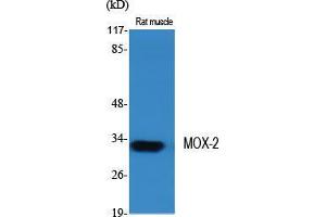 Western Blot (WB) analysis of specific cells using MOX-2 Polyclonal Antibody. (NOX3 anticorps  (Internal Region))