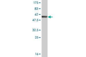 Western Blot detection against Immunogen (57.