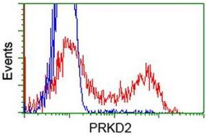 Image no. 1 for anti-Protein Kinase D2 (PKD2) antibody (ABIN1500411) (PKD2 anticorps)