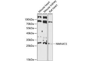 Western blot analysis of extracts of various cell lines, using NMN antibody (ABIN7268910) at 1:3000 dilution. (NMNAT3 anticorps  (AA 1-215))