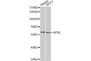 Western blot analysis of extracts of various cell lines, using ADSL antibody.