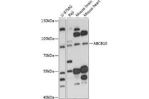 Western blot analysis of extracts of various cell lines, using  antibody (ABIN6129849, ABIN6136345, ABIN6136346 and ABIN6217907) at 1:3000 dilution. (ABCB10 anticorps  (AA 230-300))