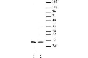 Histone H4 dimethyl Arg3 symmetric pAb tested by Western blot. (Histone H4 anticorps  (2meArg3 (symetric)))