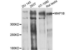Western blot analysis of extracts of various cell lines, using MAP1B antibody (ABIN5971696) at 1/1000 dilution. (MAP1B anticorps)