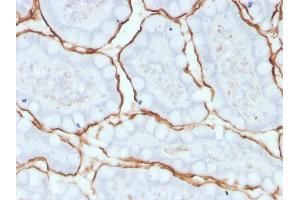 Formalin-fixed, paraffin-embedded human small intestine stained with ACE / CD143 Mouse Monoclonal Antibody (9B9).