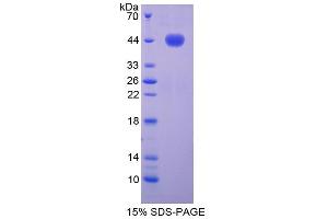 SDS-PAGE analysis of Mouse Noggin Protein. (NOG Protéine)