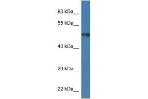 WB Suggested Anti-Uap1 Antibody   Titration: 1. (UAP1 anticorps  (C-Term))