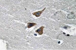 Immunohistochemistry (IHC) analyzes of uPA antibody in paraffin-embedded human brain tissue. (PLAU anticorps)