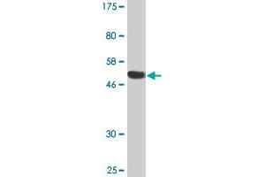 Western Blot detection against Immunogen (51. (RGS18 anticorps  (AA 1-235))