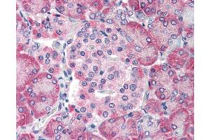 Anti-TM9SF4 antibody IHC of human pancreas.