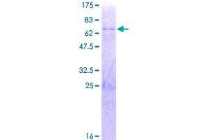 Image no. 1 for THAP Domain Containing 10 (THAP10) (AA 1-257) protein (GST tag) (ABIN1322659)
