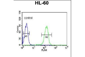 Flow cytometric analysis of HL-60 cells (right histogram) compared to a negative control cell (left histogram). (PLVAP anticorps  (AA 214-242))