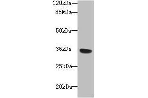 Western blot All lanes: MIOX antibody at 6 μg/mL + Mouse kidney tissue Secondary Goat polyclonal to rabbit IgG at 1/10000 dilution Predicted band size: 34, 25 kDa Observed band size: 34 kDa