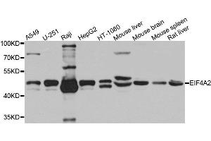 Western blot analysis of extracts of various cells, using EIF4A2 antibody. (EIF4A2 anticorps)