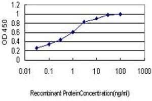 Detection limit for recombinant GST tagged KSR1 is approximately 0. (KSR1 anticorps  (AA 301-400))