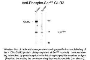 Image no. 1 for anti-Glutamate Receptor, Ionotropic, AMPA 2 (GRIA2) (pSer880) antibody (ABIN956761) (GRIA2 anticorps  (pSer880))