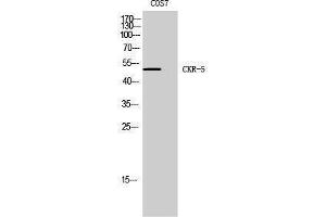 Western Blotting (WB) image for anti-Chemokine (C-C Motif) Receptor 5 (CCR5) (Ser250) antibody (ABIN3183931) (CCR5 anticorps  (Ser250))