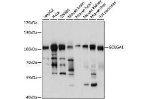 Western blot analysis of extracts of various cell lines, using GOLG antibody (4688) at 1:1000 dilution. (GOLGA1 anticorps  (AA 1-300))