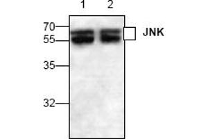 Image no. 1 for anti-Mitogen-Activated Protein Kinase 8 (MAPK8) (C-Term) antibody (ABIN127312) (JNK anticorps  (C-Term))