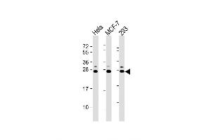 Western Blot at 1:2000 dilution Lane 1: Hela whole cell lysate Lane 2: MCF-7 whole cell lysate Lane 3: 293 whole cell lysate Lysates/proteins at 20 ug per lane. (KDELR1 anticorps  (C-Term))