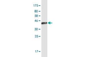Western Blot detection against Immunogen (36.