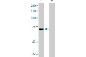 Western Blot analysis of KPNA1 expression in transfected 293T cell line by KPNA1 MaxPab rabbit polyclonal antibody. (KPNA1 anticorps  (AA 1-538))