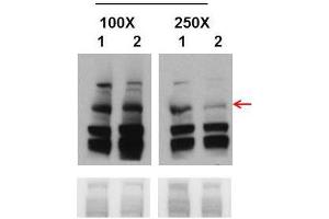 Western Blot with Cell line 293T (Embyonic human kidney cells) tissue (BRCA1 anticorps  (Middle Region))