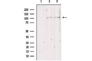 Western blot analysis of extracts from various samples, using NLRX1 antibody. (NLRX1 anticorps  (Internal Region))