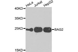 Western blot analysis of extracts of various cell lines, using BAG2 antibody. (BAG2 anticorps)