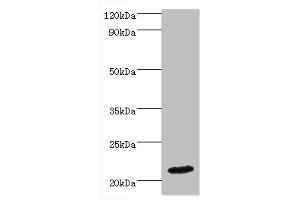 Western blot All lanes: IFNA4 antibody at 2 μg/mL + Mouse kidney tissue Secondary Goat polyclonal to rabbit IgG at 1/10000 dilution Predicted band size: 22 kDa Observed band size: 22 kDa (IFNA4 anticorps  (AA 24-189))