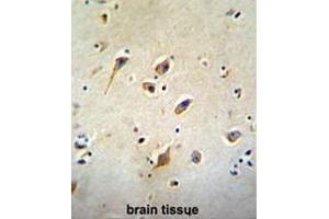 GOT1L1 Antibody (C-term) immunohistochemistry analysis in formalin fixed and paraffin embedded human brain tissue followed by peroxidase conjugation of the secondary antibody and DAB staining. (GOT1L1 anticorps  (C-Term))