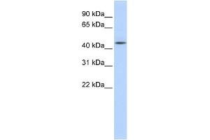 WB Suggested Anti-AHCY Antibody Titration: 0. (AHCY anticorps  (N-Term))