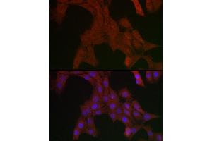 Immunofluorescence analysis of PC-12 cells using SHP2 Rabbit pAb (ABIN3016706, ABIN3016707, ABIN3016708 and ABIN6219822) at dilution of 1:200 (40x lens). (PTPN11 anticorps  (AA 514-593))