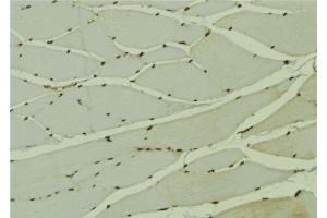 ABIN6278597 at 1/100 staining Mouse muscle tissue by IHC-P.