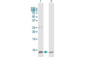 Western Blot analysis of CCL3 expression in transfected 293T cell line by CCL3 MaxPab polyclonal antibody. (CCL3 anticorps  (AA 1-92))