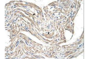 Image no. 1 for anti-Creatine Kinase, Mitochondrial 2 (Sarcomeric) (CKMT2) (AA 22-71) antibody (ABIN203381)