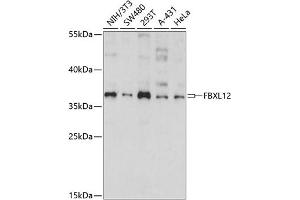 Western blot analysis of extracts of various cell lines, using FBXL12 antibody (ABIN7267079) at 1:1000 dilution. (FBXL12 anticorps  (AA 1-326))