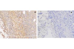 IHC staining of H929 cells A.