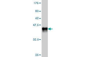 Western Blot detection against Immunogen (38. (EDAR anticorps  (AA 64-178))
