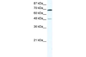 Western Blotting (WB) image for anti-Zinc Finger Protein 35 (ZNF35) antibody (ABIN2461584) (ZNF35 anticorps)