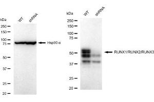 Western blotting analysis using RUNX1/RUNX2/RUNX3 antibody (ABIN7800264). (Recombinant RUNX1,RUNX2,RUNX3 anticorps)
