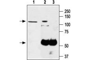 Immunoprecipitation of PC-12 lysates: - 1. (TRPA1 anticorps  (1st Extracellular Loop))