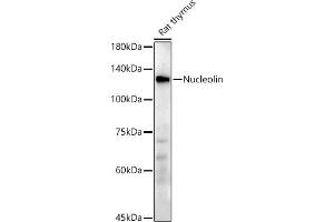 Western blot analysis of extracts of Rat thymus, using Nucleolin antibody (ABIN7269035) at 1:500 dilution. (Nucleolin anticorps)